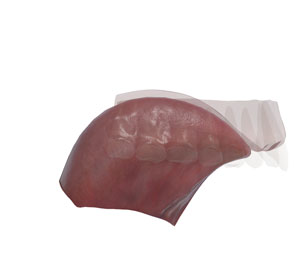3D tongue and hard palate /i/