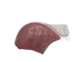 3D tongue and hard palate /k/