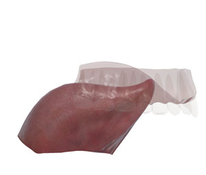 3D tongue and hard palate /r/