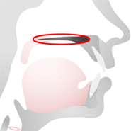 Speech anatomy • hard palate