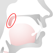 Speech anatomy • soft palate (velum)