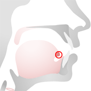 Speech anatomy • tongue tip (apex)