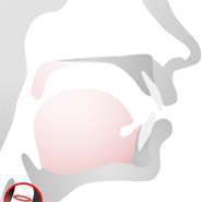 Speech anatomy • vocal folds