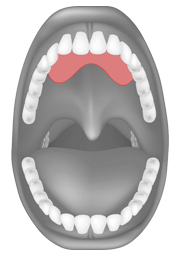 Tongue palate contact for /l/