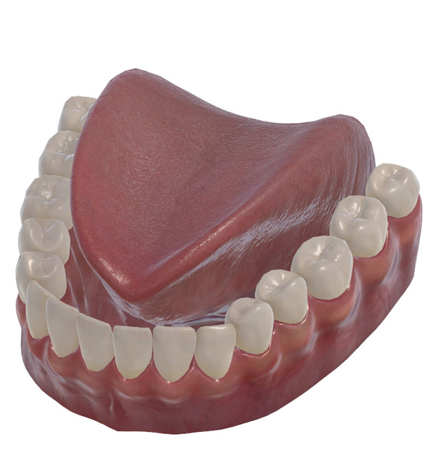 3D Electropalatography • alveolar grooved /z/, /s