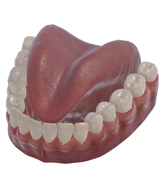 3D Electropalatography • post-alveolar grooved /ʃ/, /ʒ/